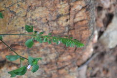 Justicia glauca